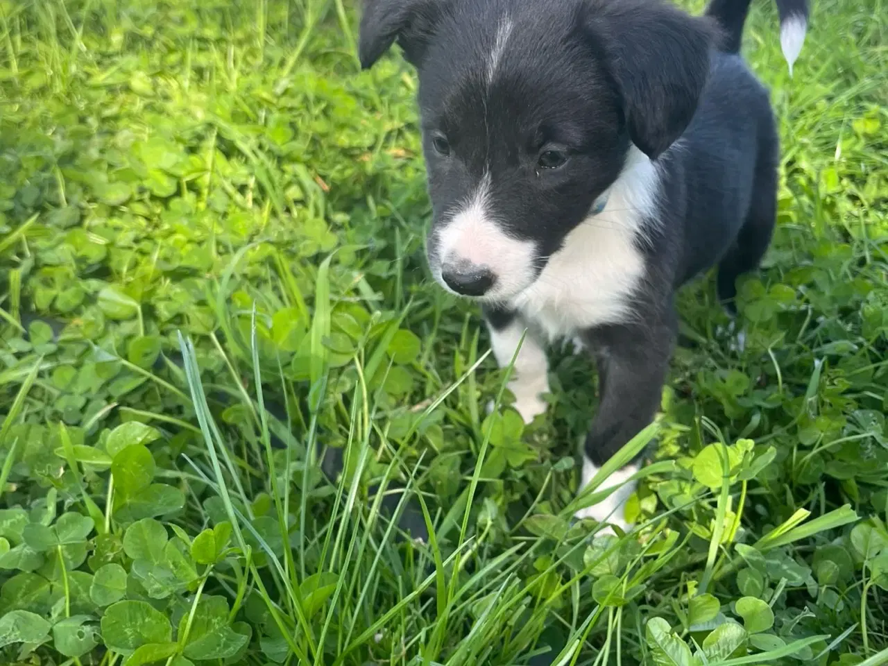 Billede 4 - Border Collie hvalpe