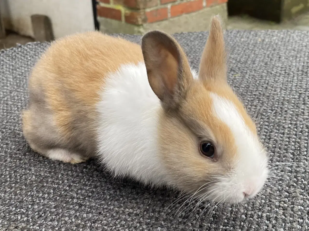 Billede 5 - HOLLÆNDER HAN MADAGASCAR