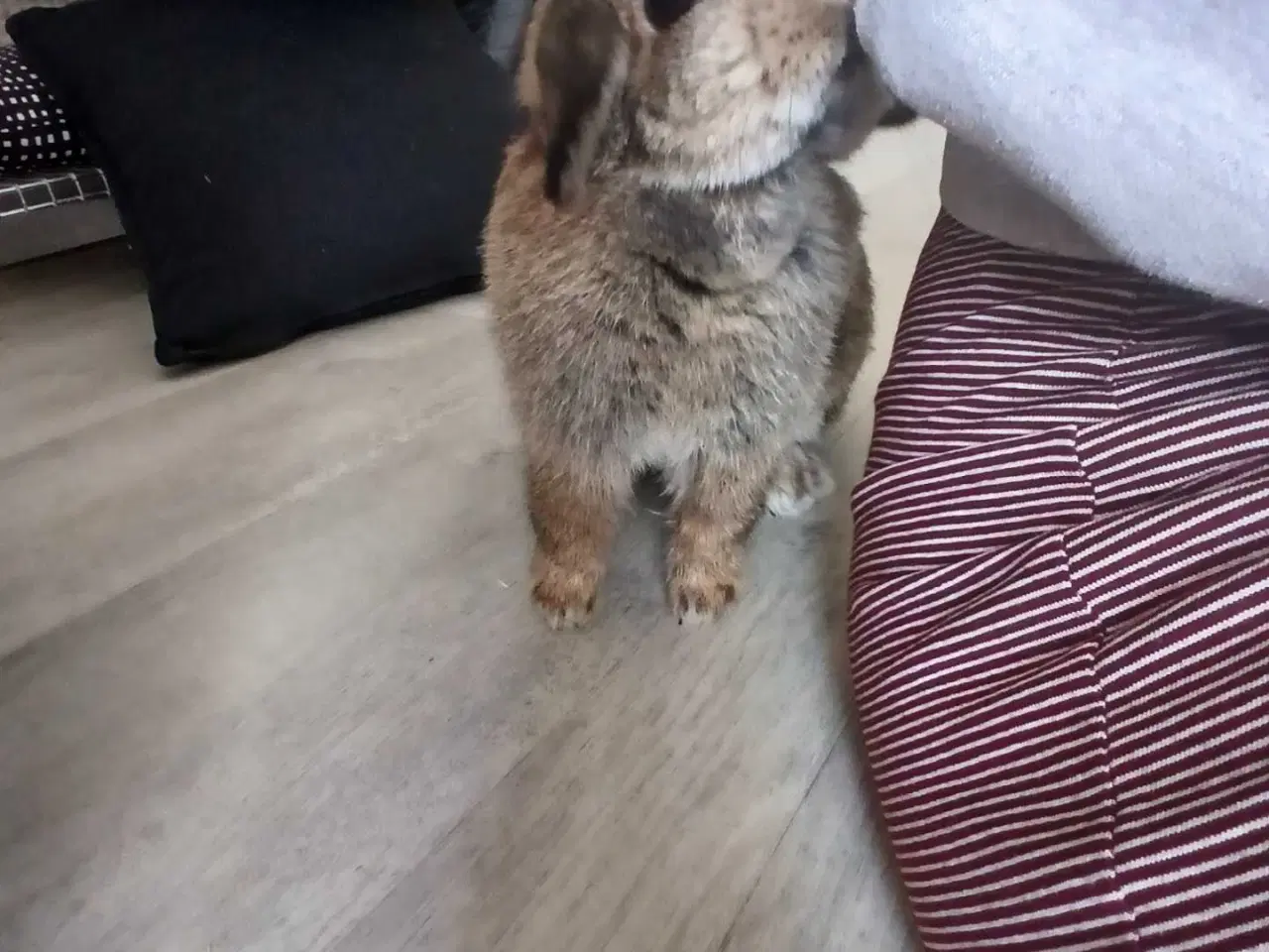 Billede 1 - Mini-lop hunkanin