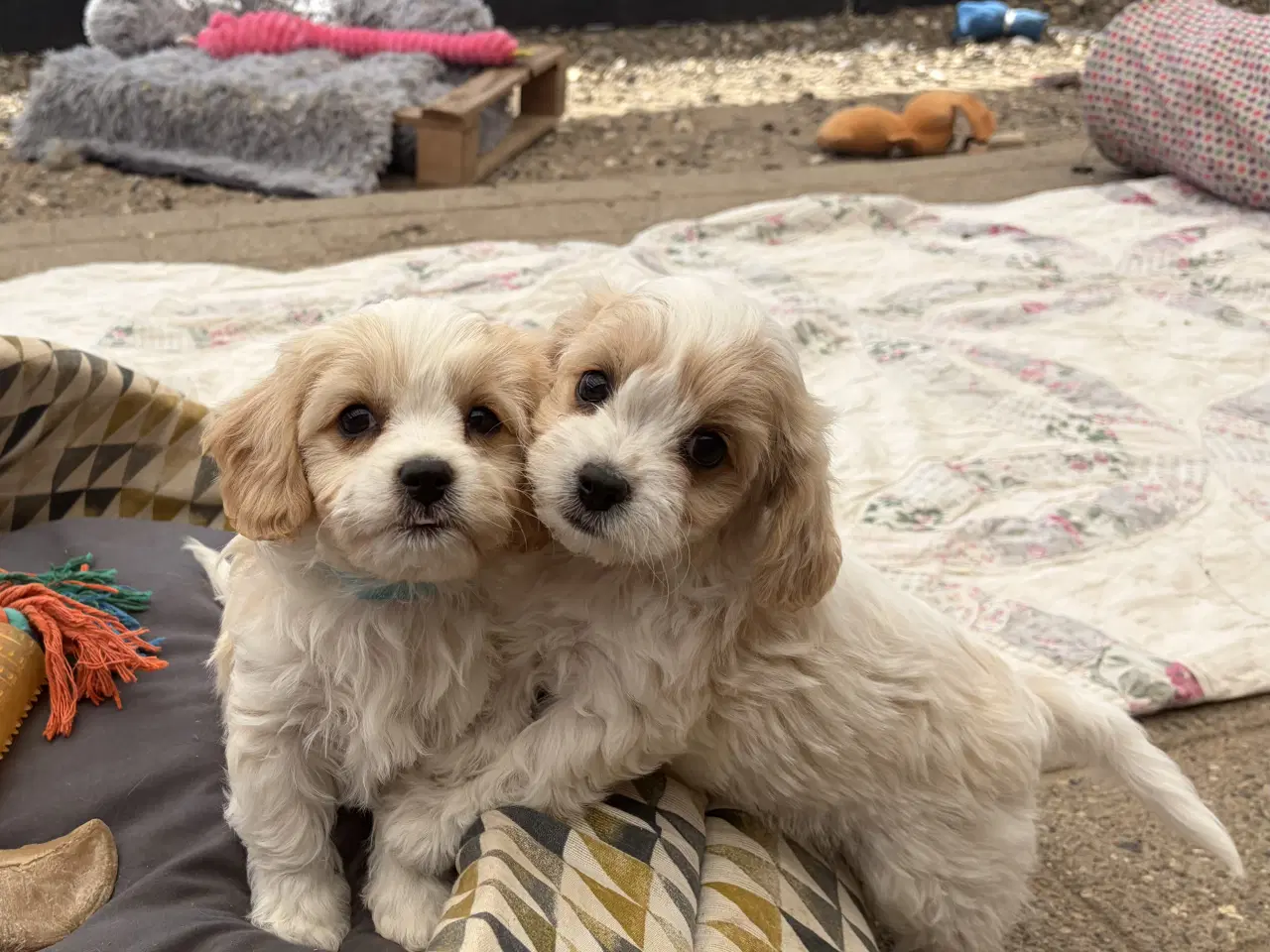 Billede 1 - De små dejligste Cavachon babyer nu!