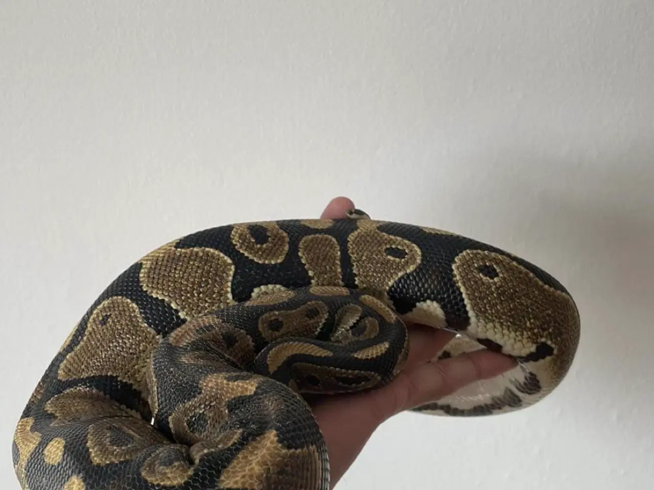 Billede 2 - Kongepyton søger ny fodermester