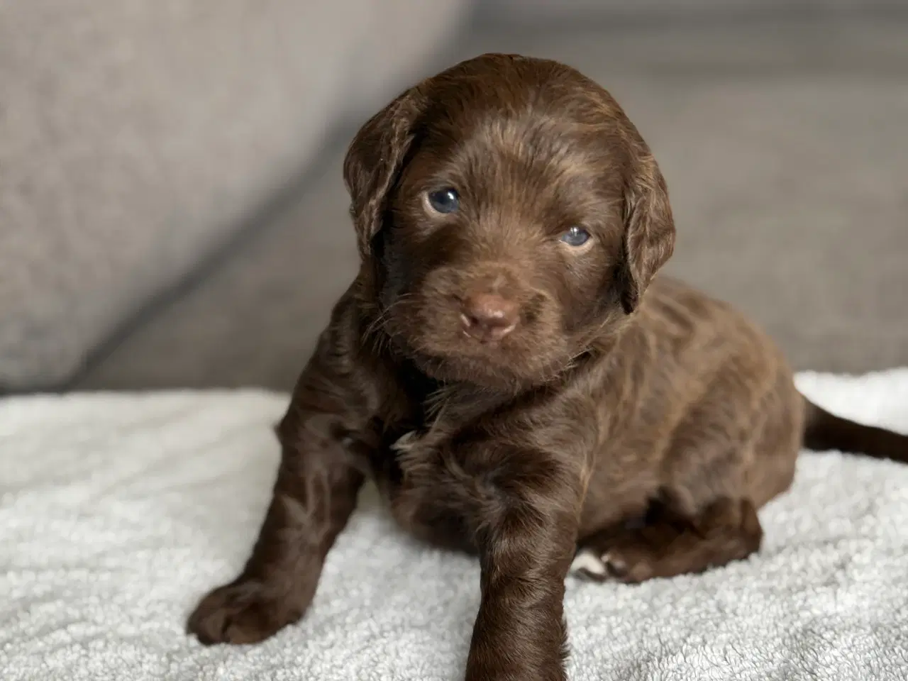 Billede 3 - 🐾 Smukke Cockapoo-hvalpe søger kærlige hjem 🏡