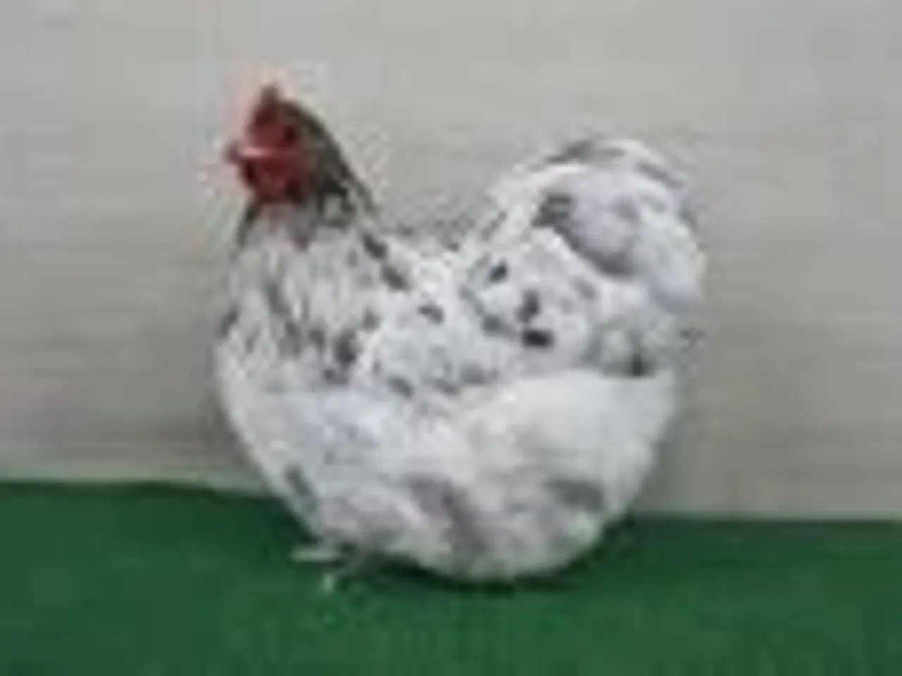 Billede 3 - Dværg Orpington Kyllinger 2 uger