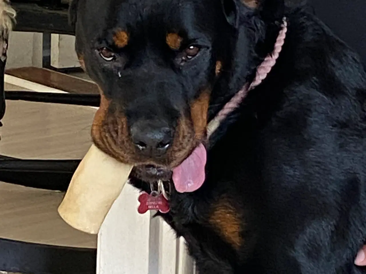 Billede 1 - Rottweiler tæve 5 år