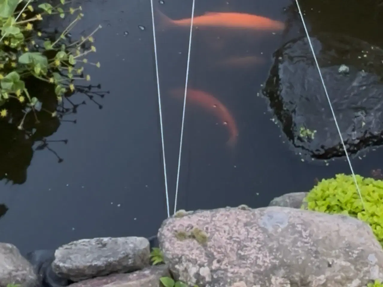 Billede 2 - Koi fisk gives væk