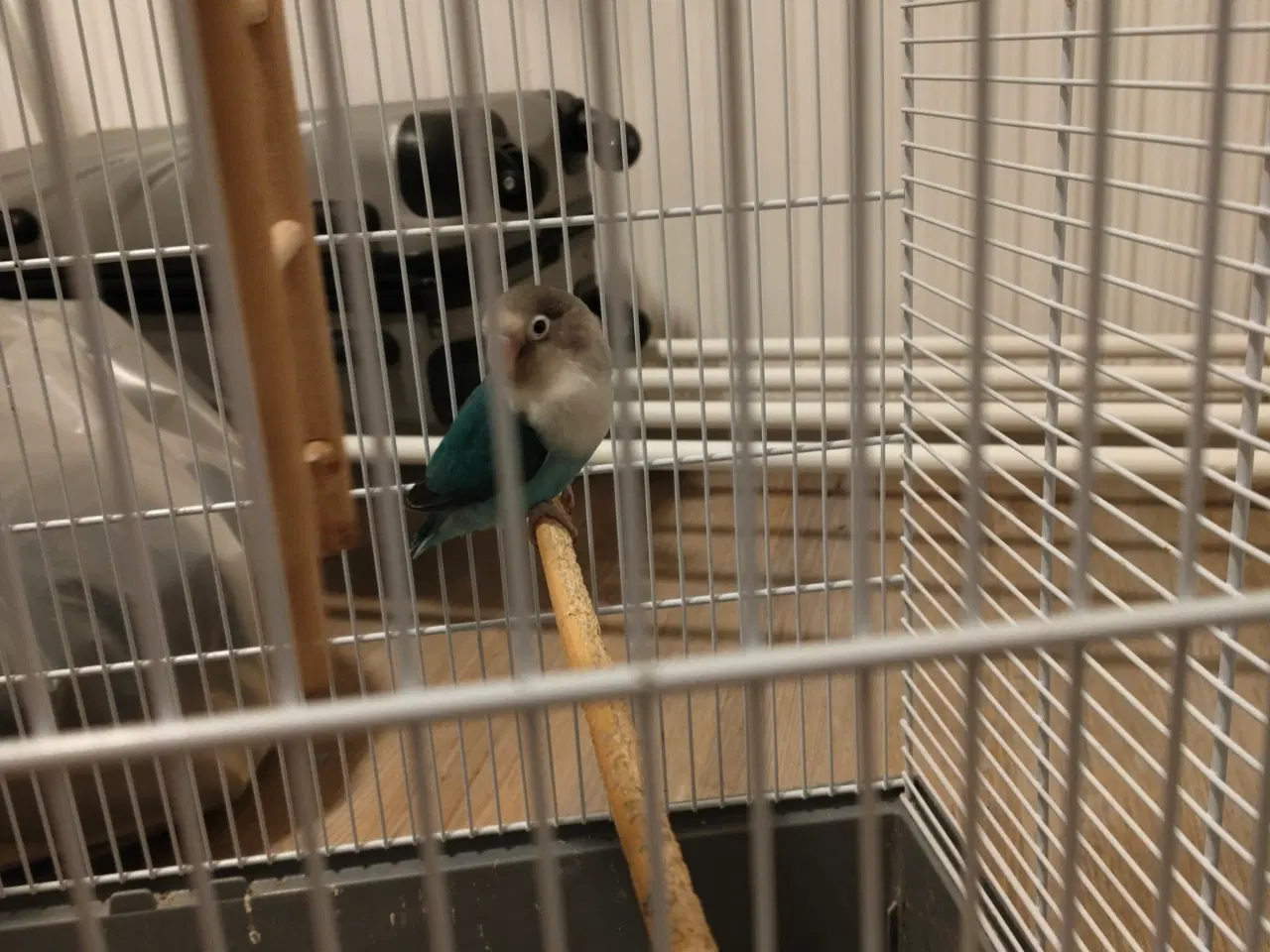 Billede 2 - Dværgpapegøje bortgives