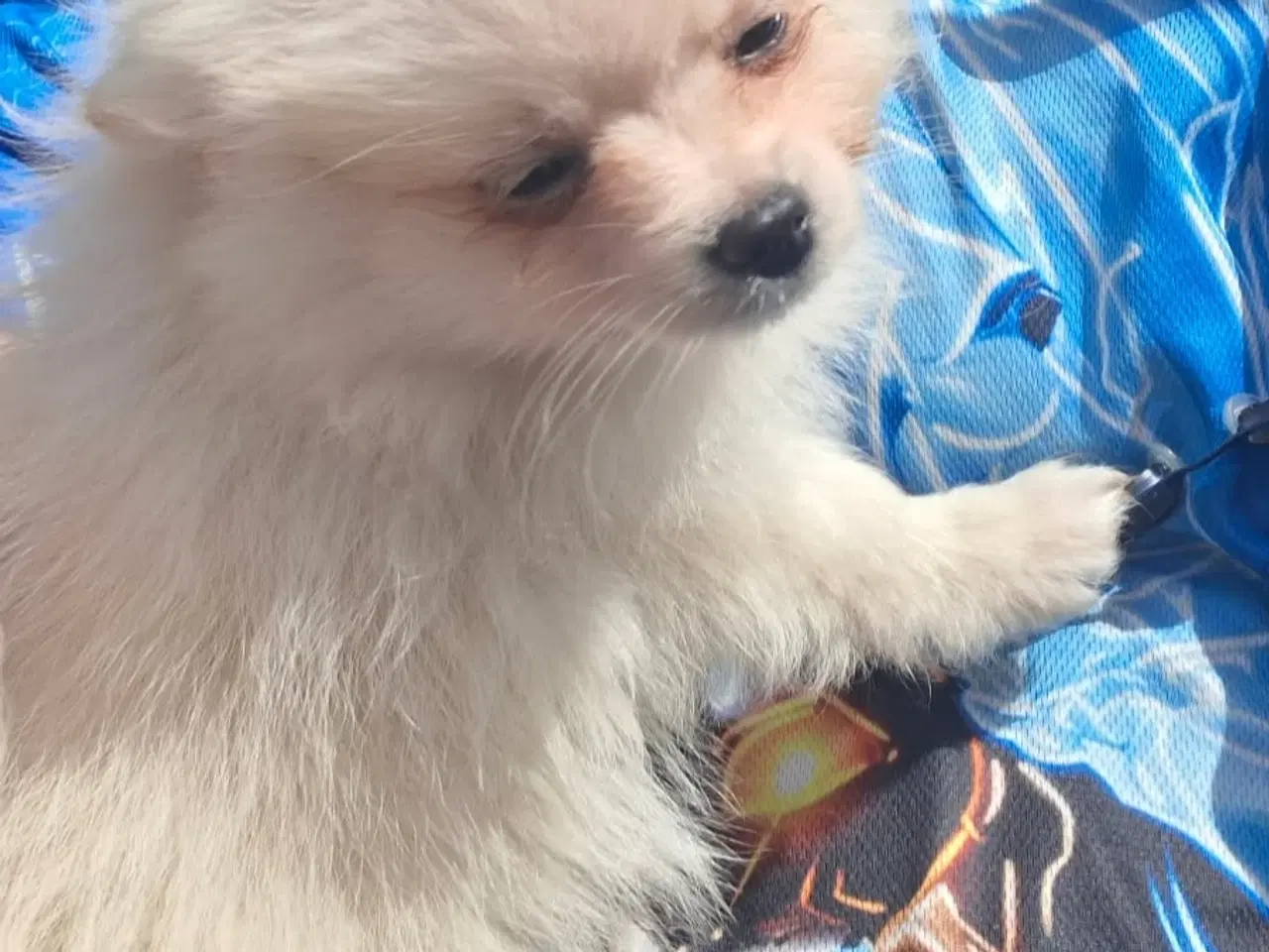 Billede 5 - Chihuahua og pomeranian hvalpe