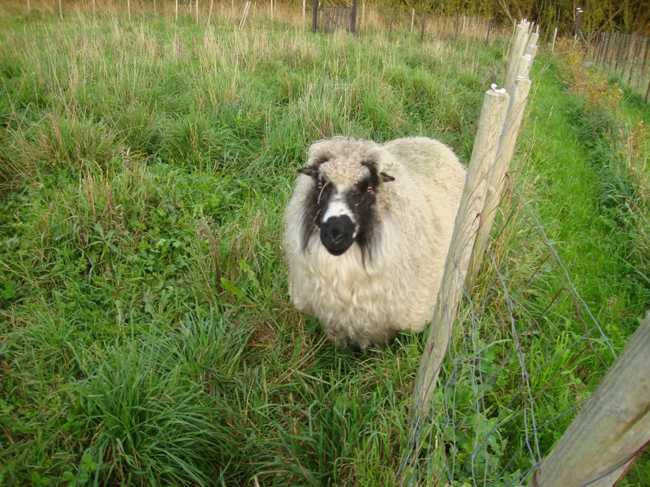 Billede 1 - Spælsau vædder