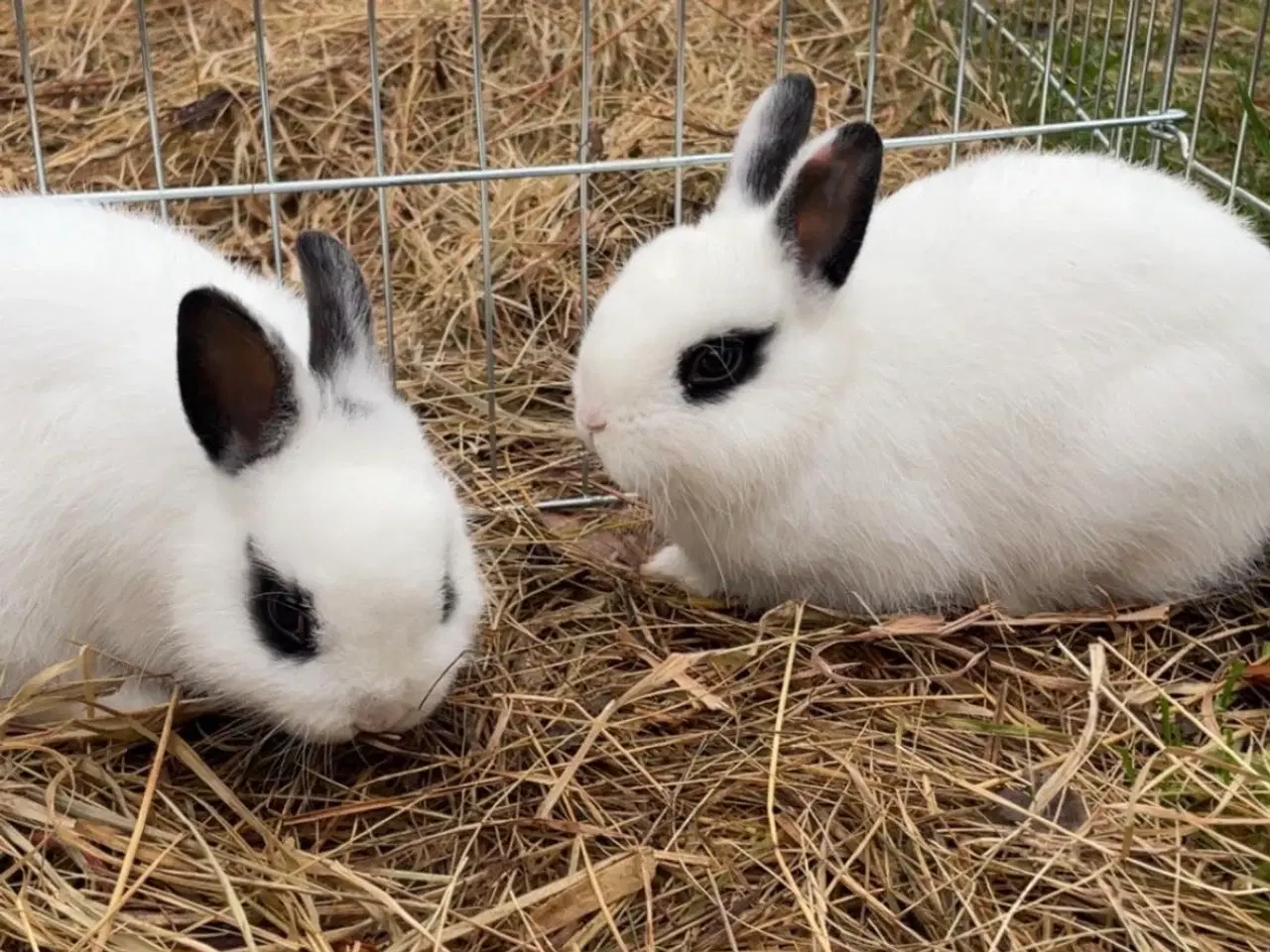 Billede 5 - Sofus og kokos