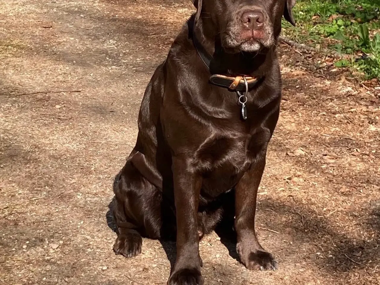 Billede 3 - Brune Labrador hvalpe