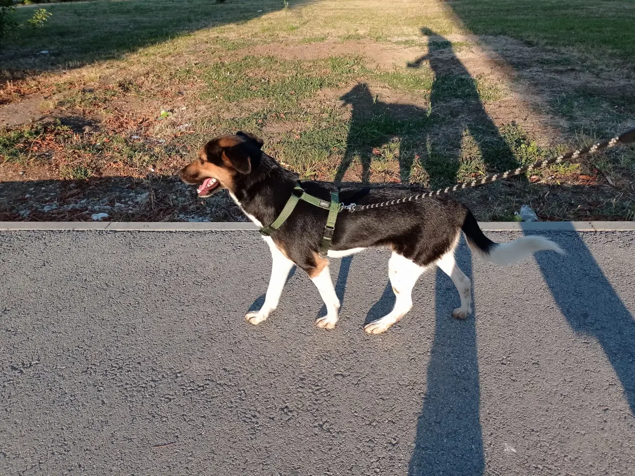 Billede 2 - Lola - kærlig glad ung hund