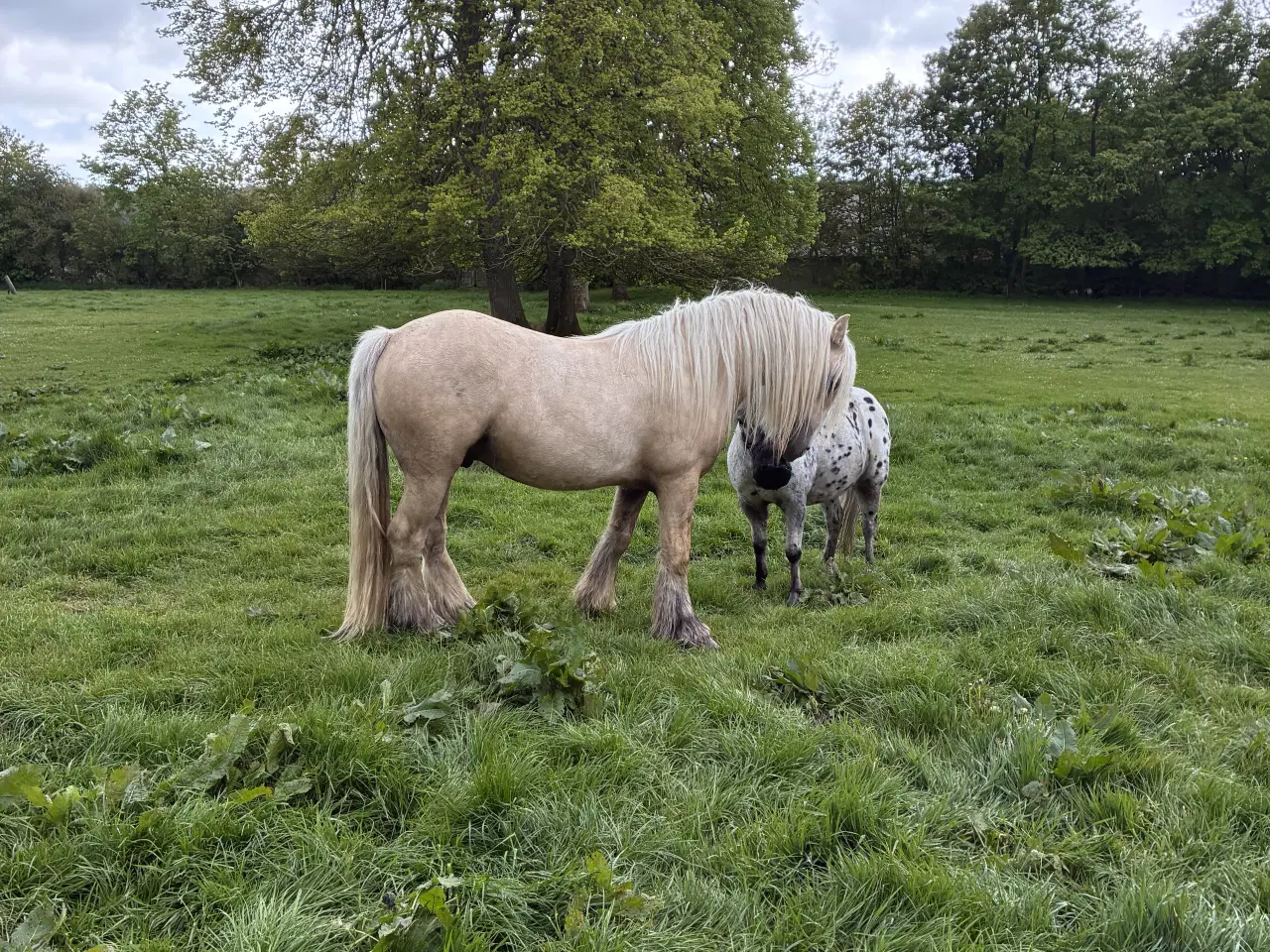 Billede 1 - Tinker Vallak