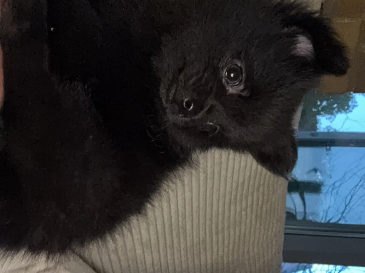 Billede 6 - Pomchi dreng 