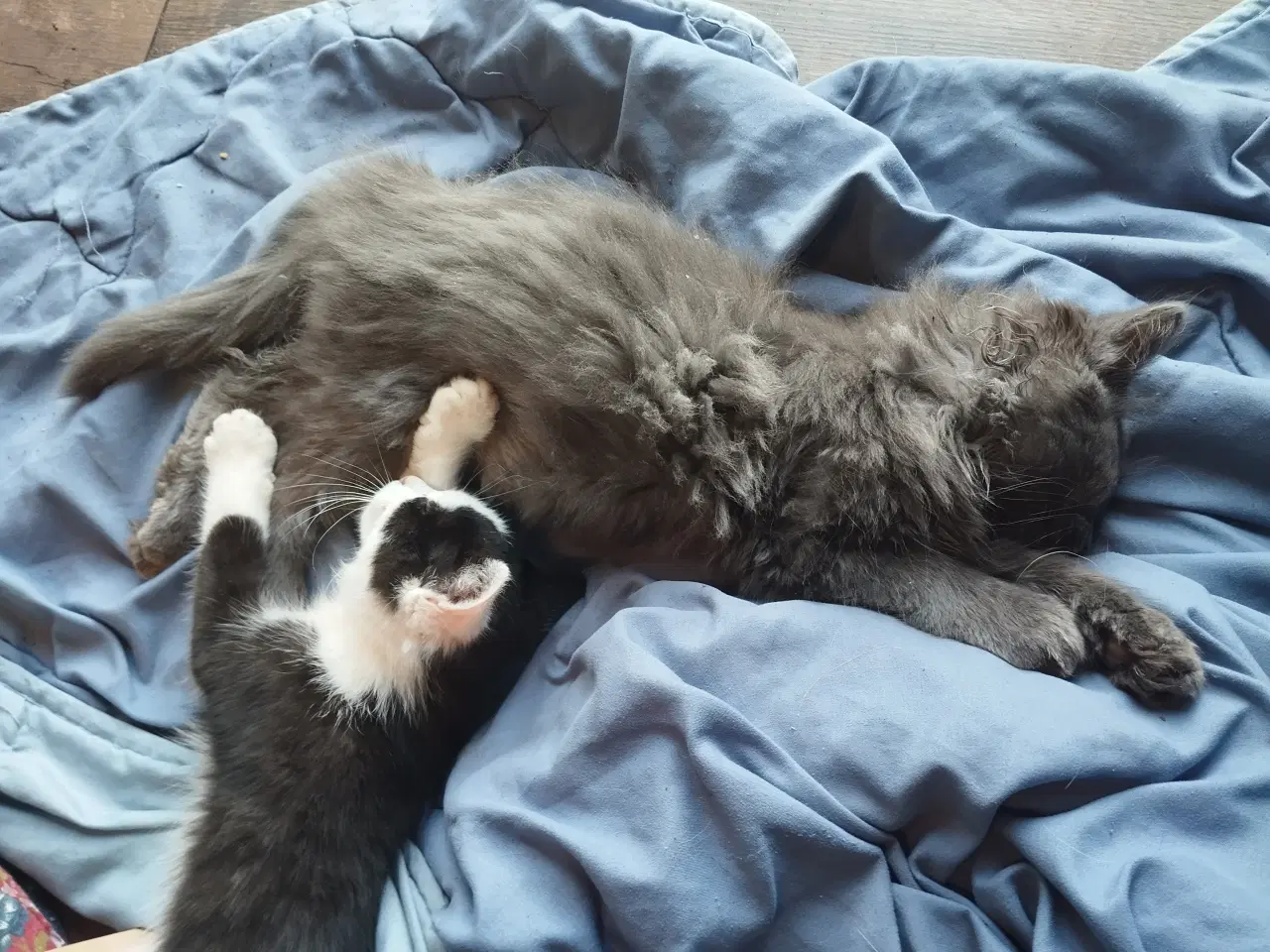 Billede 1 - Langhåret killing 