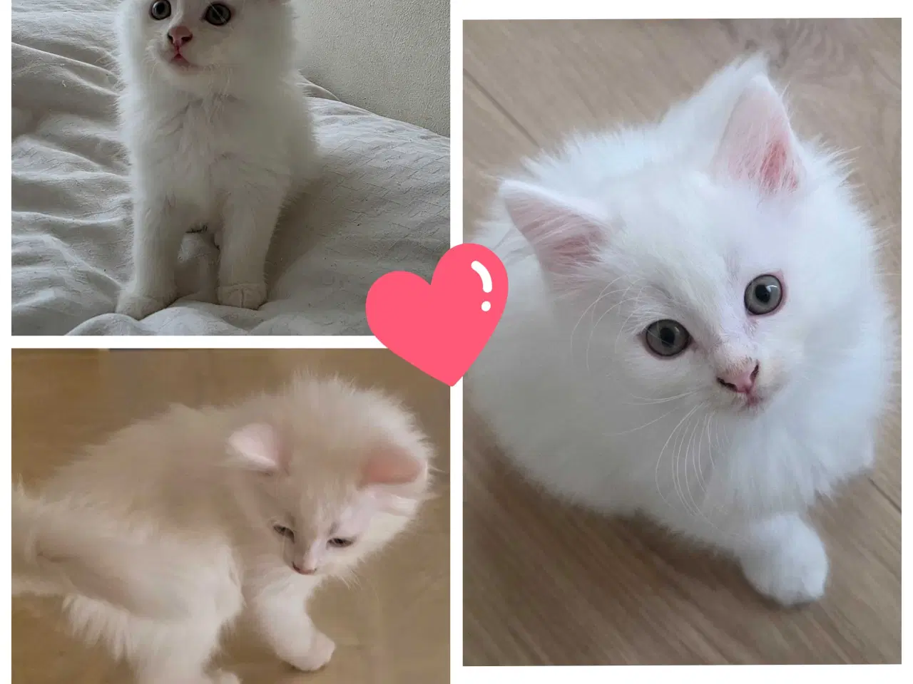 Billede 7 - Killinger mainecoon blandinger