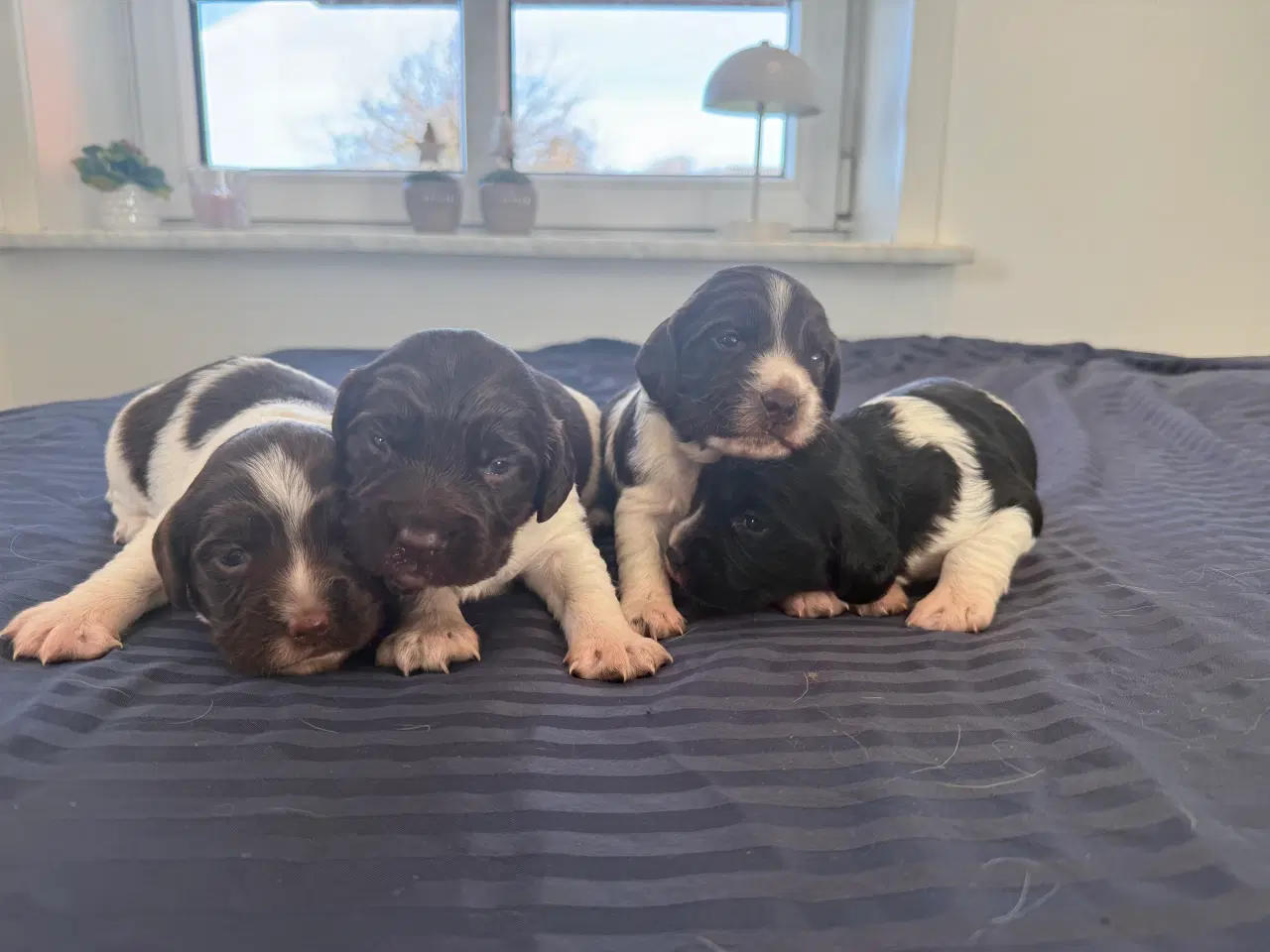 Billede 4 - F.T Springer spaniel