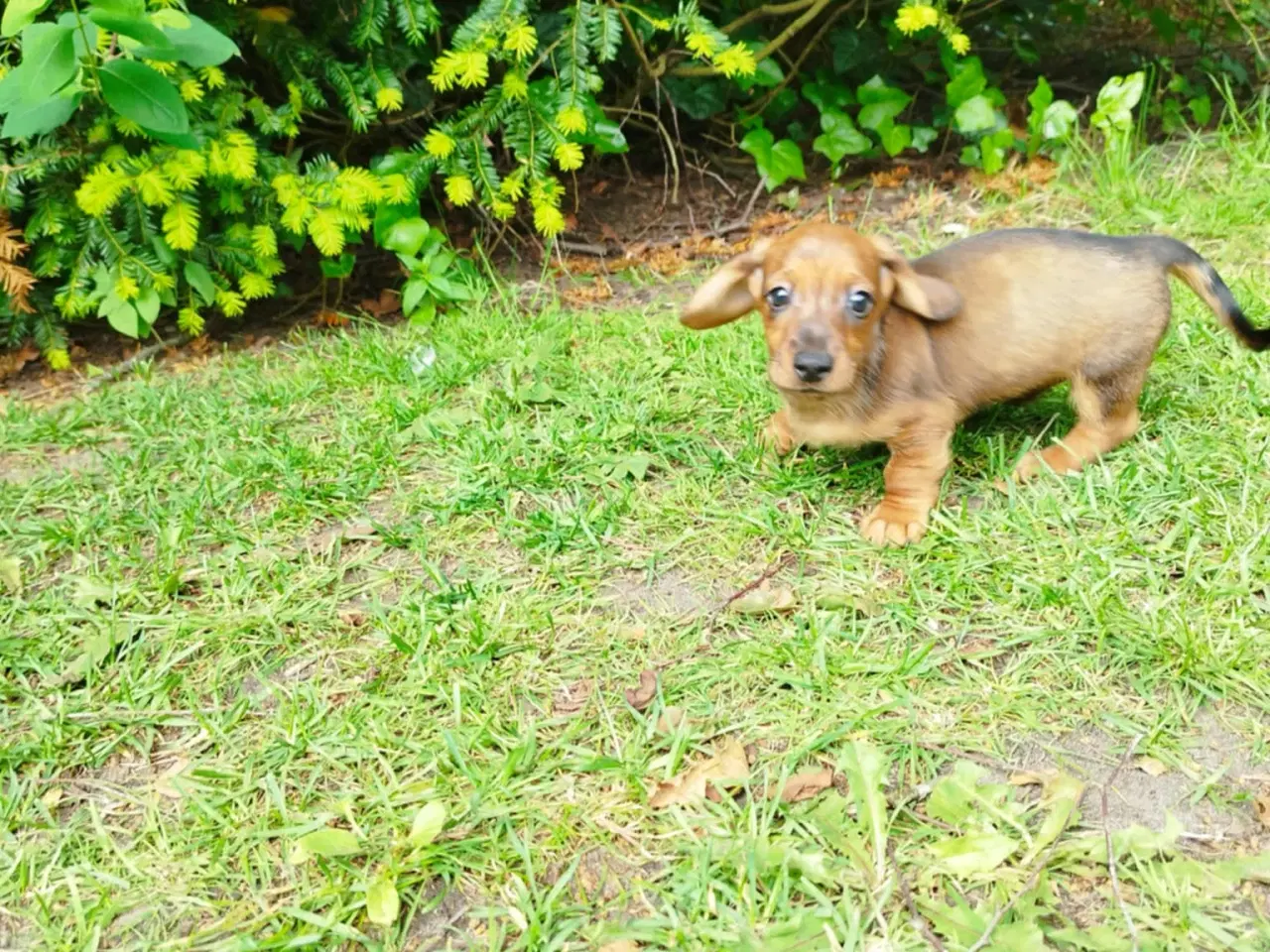 Billede 15 - Danmarks kønneste Gravhunde hvalpe