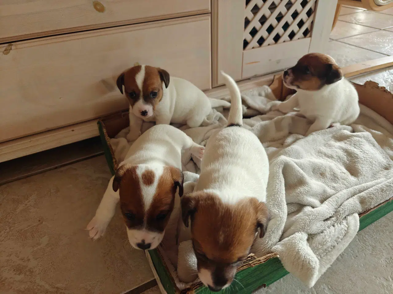 Billede 5 - Jack Russell Terrier hvalpe 