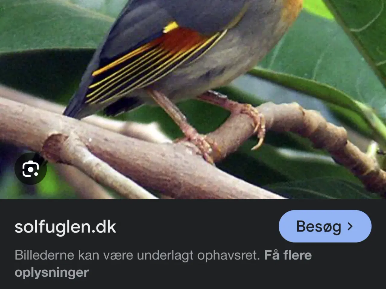 Billede 1 - tropfugle