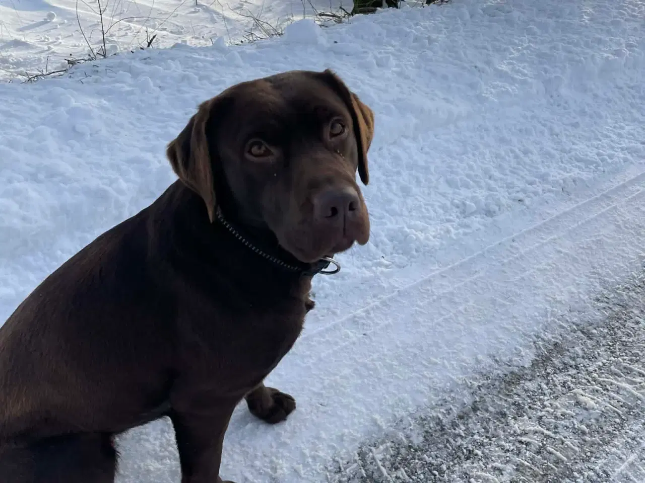 Billede 7 - Skønne labradorhvalpe sælges