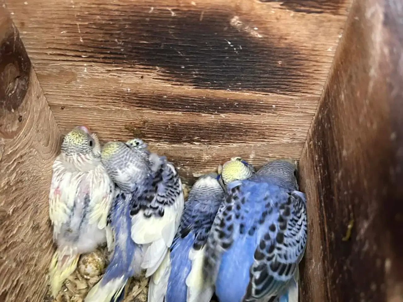 Billede 3 - Undulatunger fra 2026