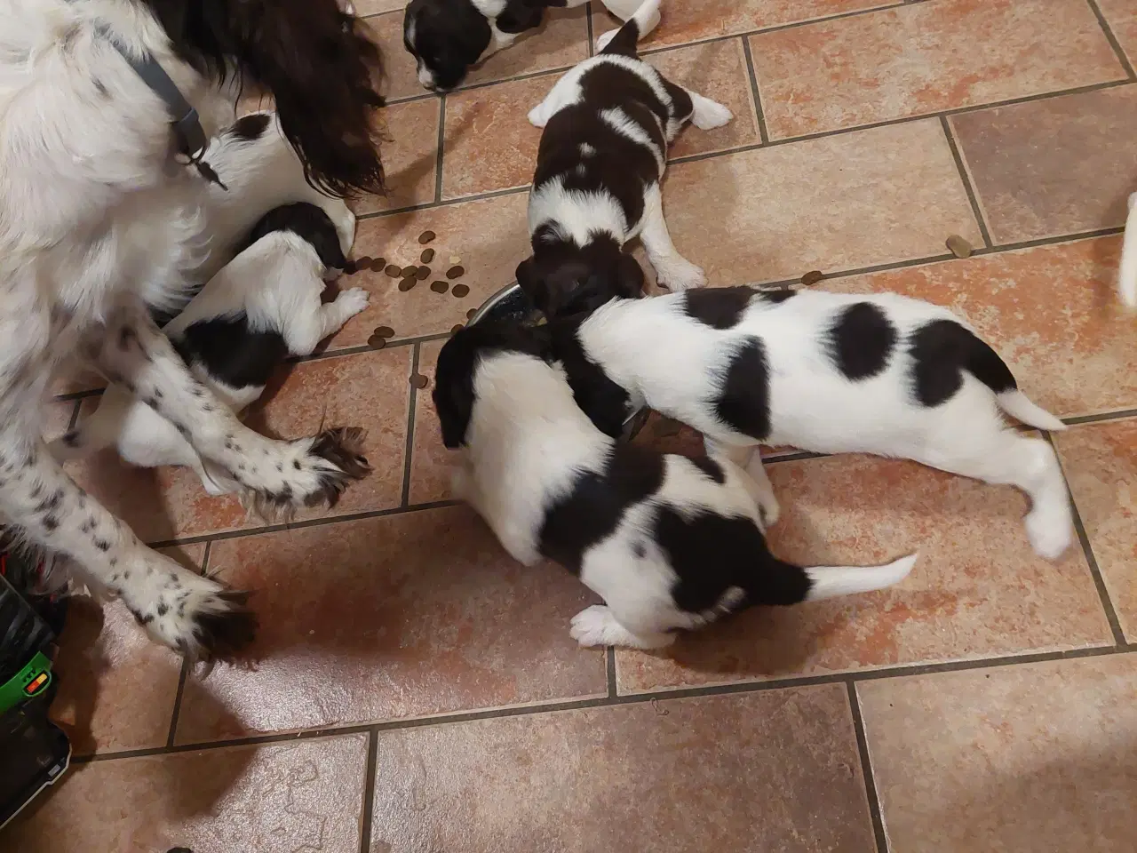 Billede 6 - Kleiner Münsterländer og Springer Spaniel hvalpe