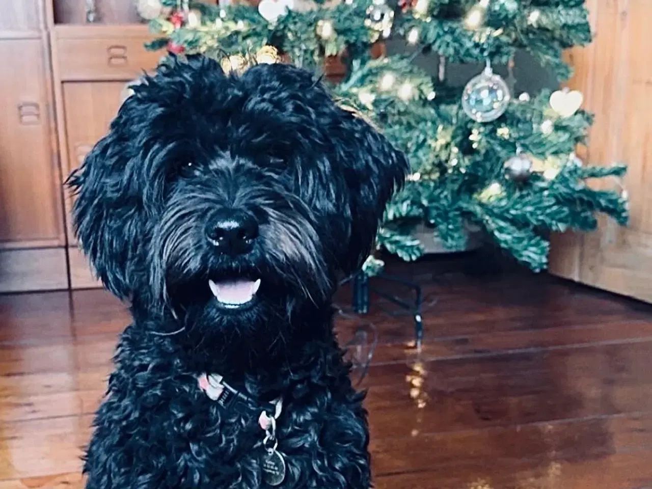 Billede 5 - Goldendoodle/dværgpuddel hvalpe