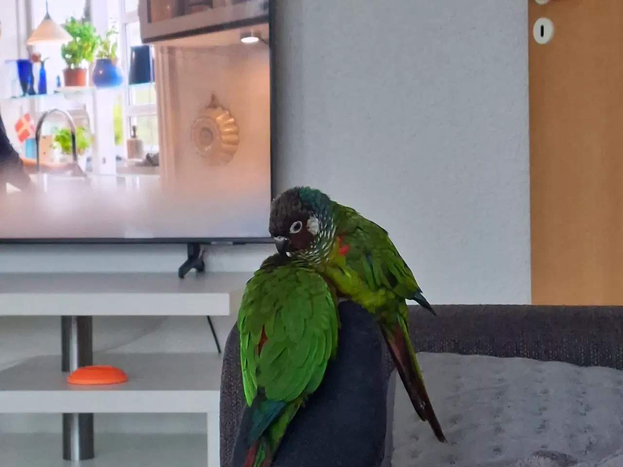 Billede 4 - Conure 2 stk.