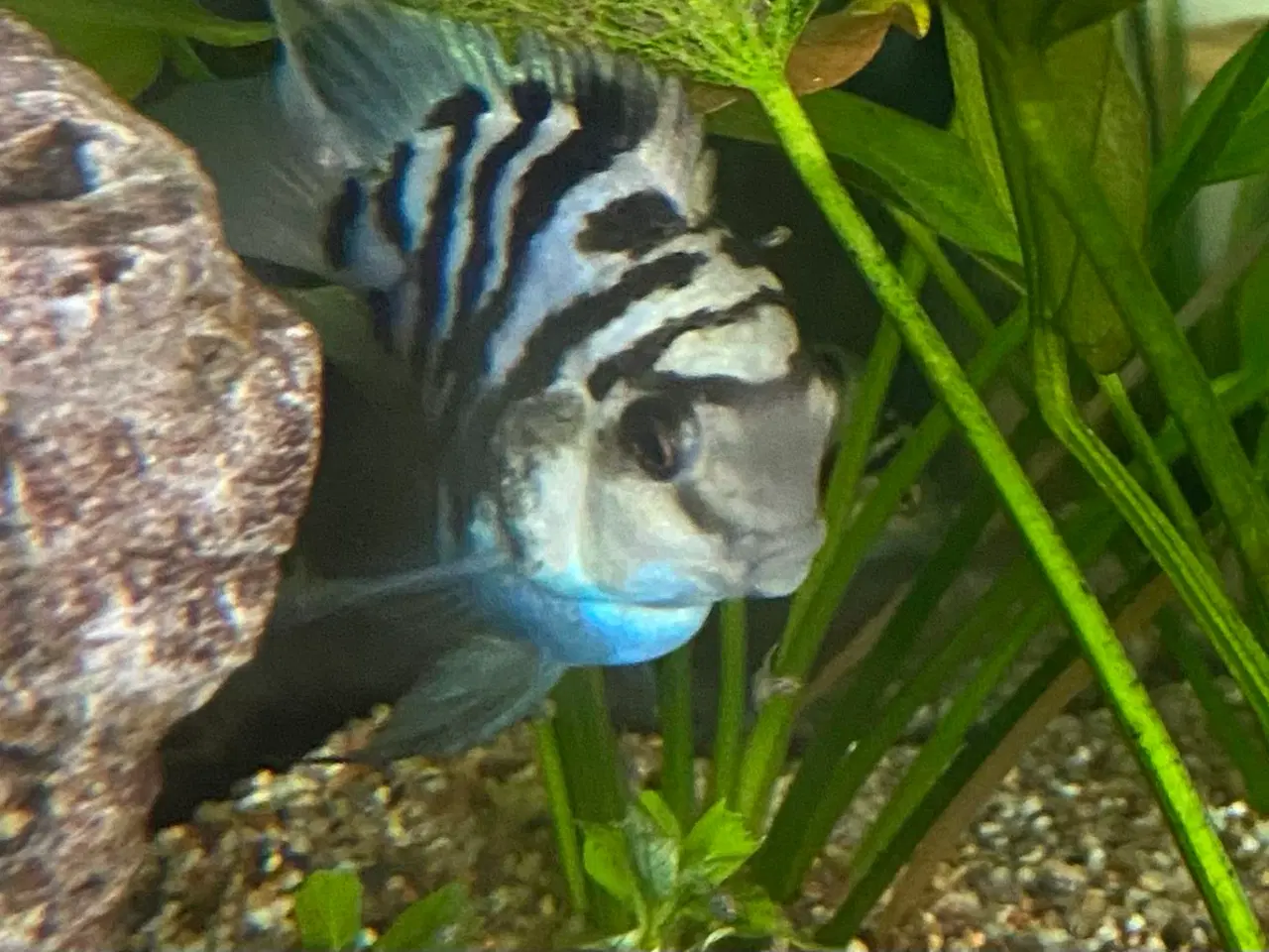 Billede 2 - Papegøjecichlide Blue Tiger
