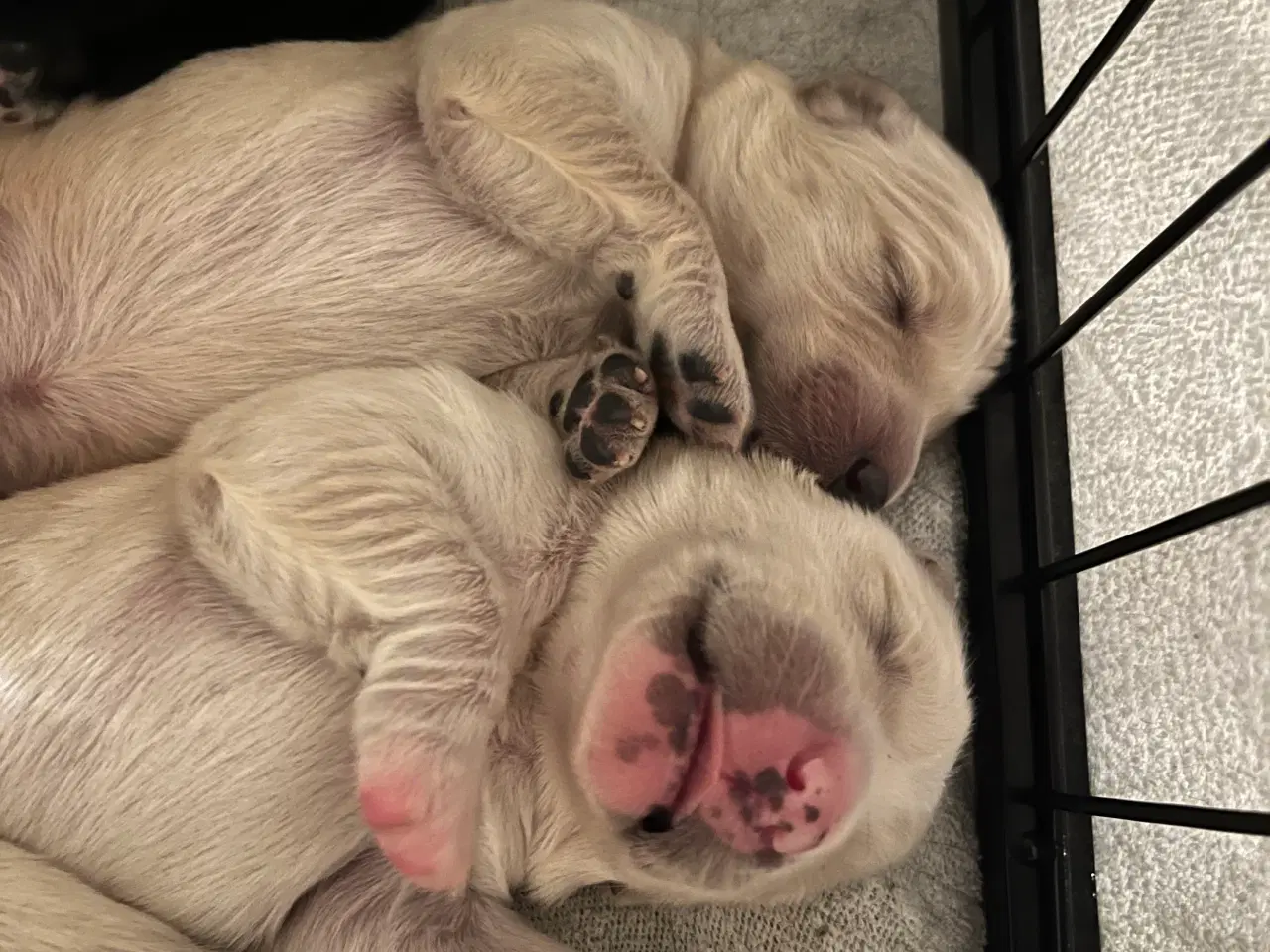 Billede 3 - Super søde familiehunde