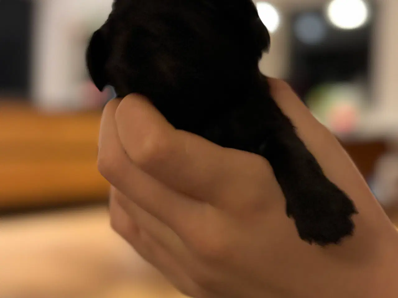 Billede 7 - Shihpoo hvalpe