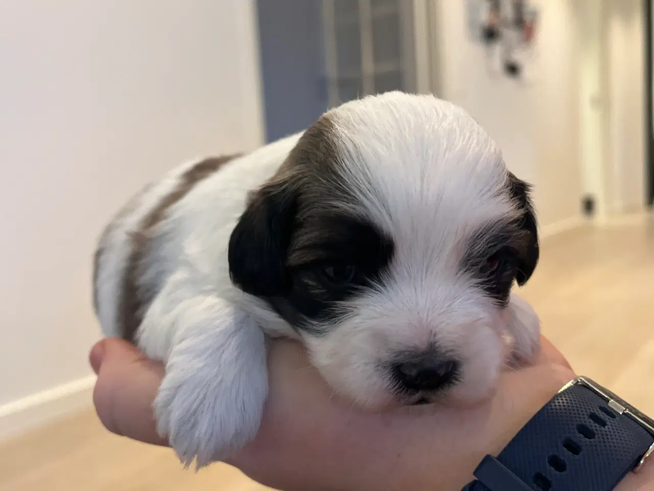 Billede 5 - Malteser/Shih Tzu hvalpe til salg