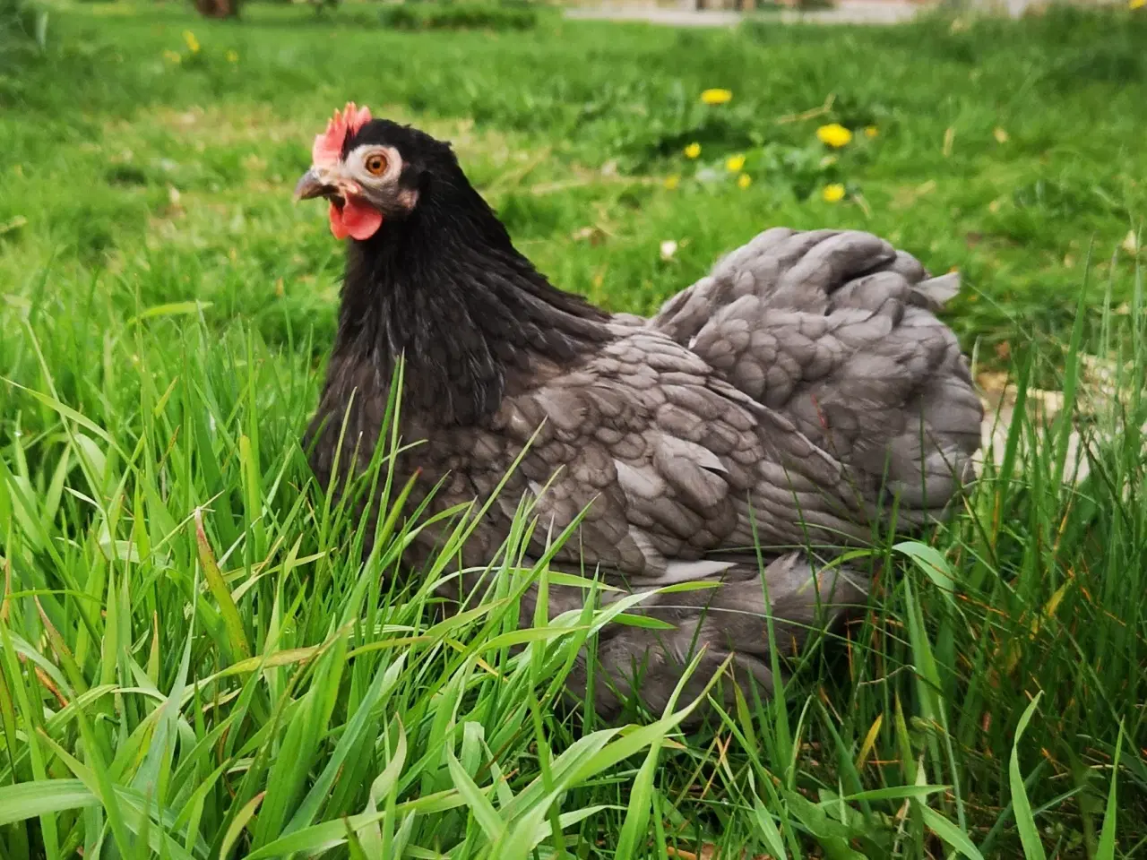 Billede 1 - Dværg kochin høner og haner