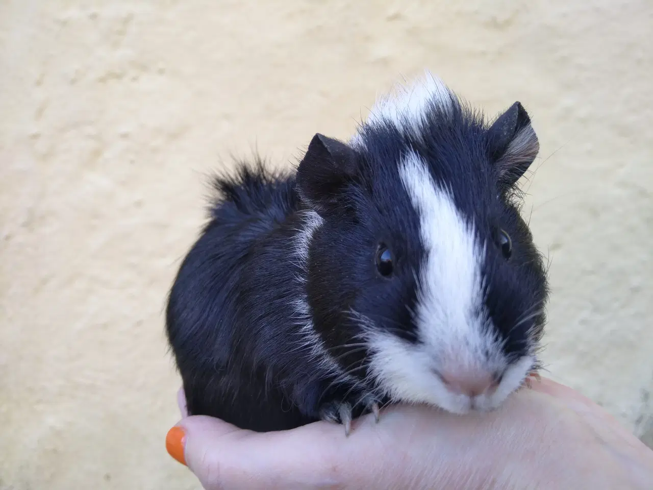 Billede 2 - 2 søstre i et køb 