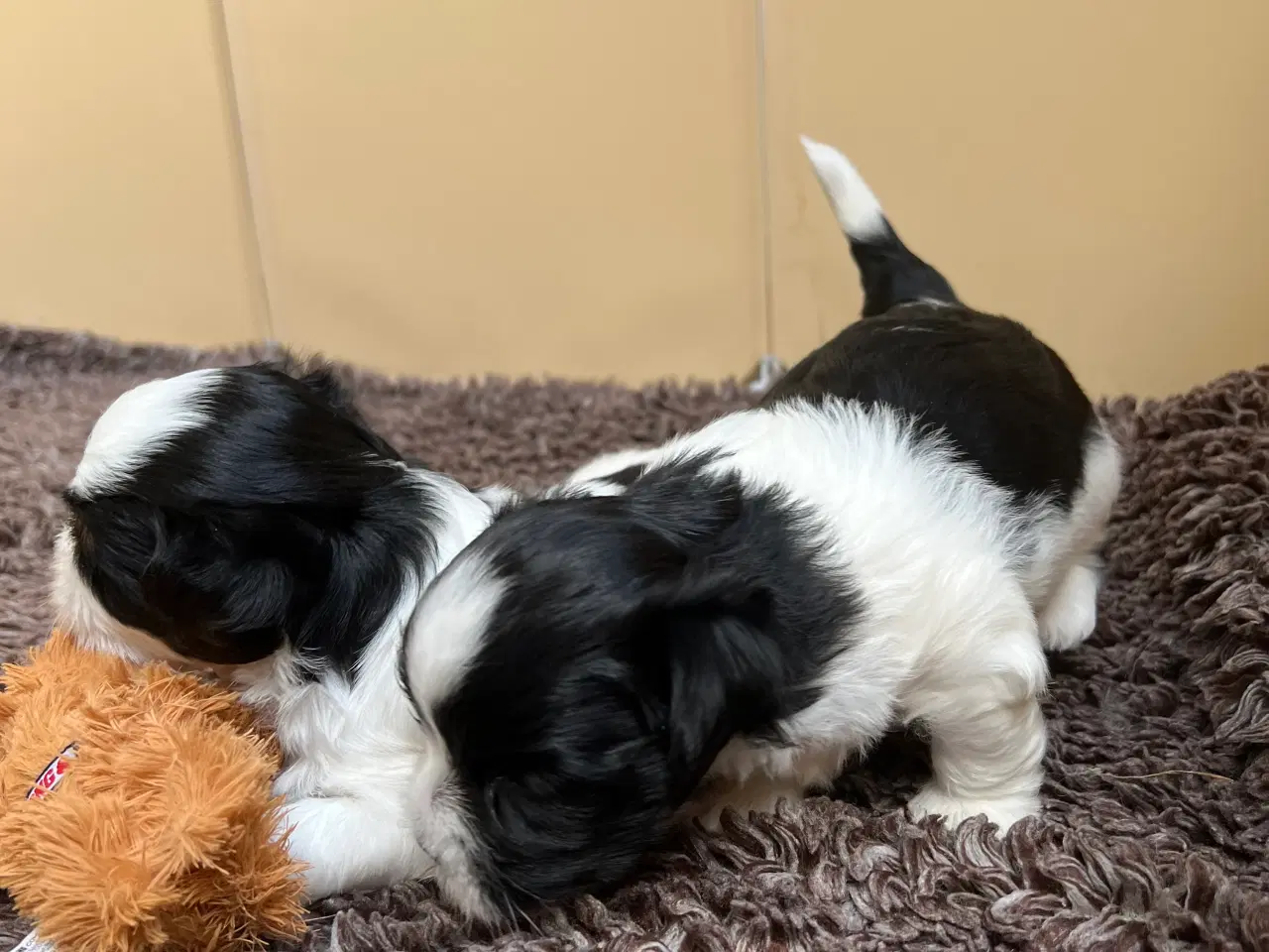 Billede 5 - Bomuldshvalpe. Lhasa Apso / Bichon Havanais 