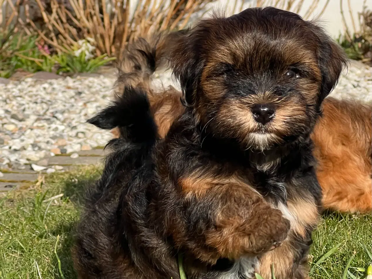 Billede 2 - Dejlige Bichon Havanais