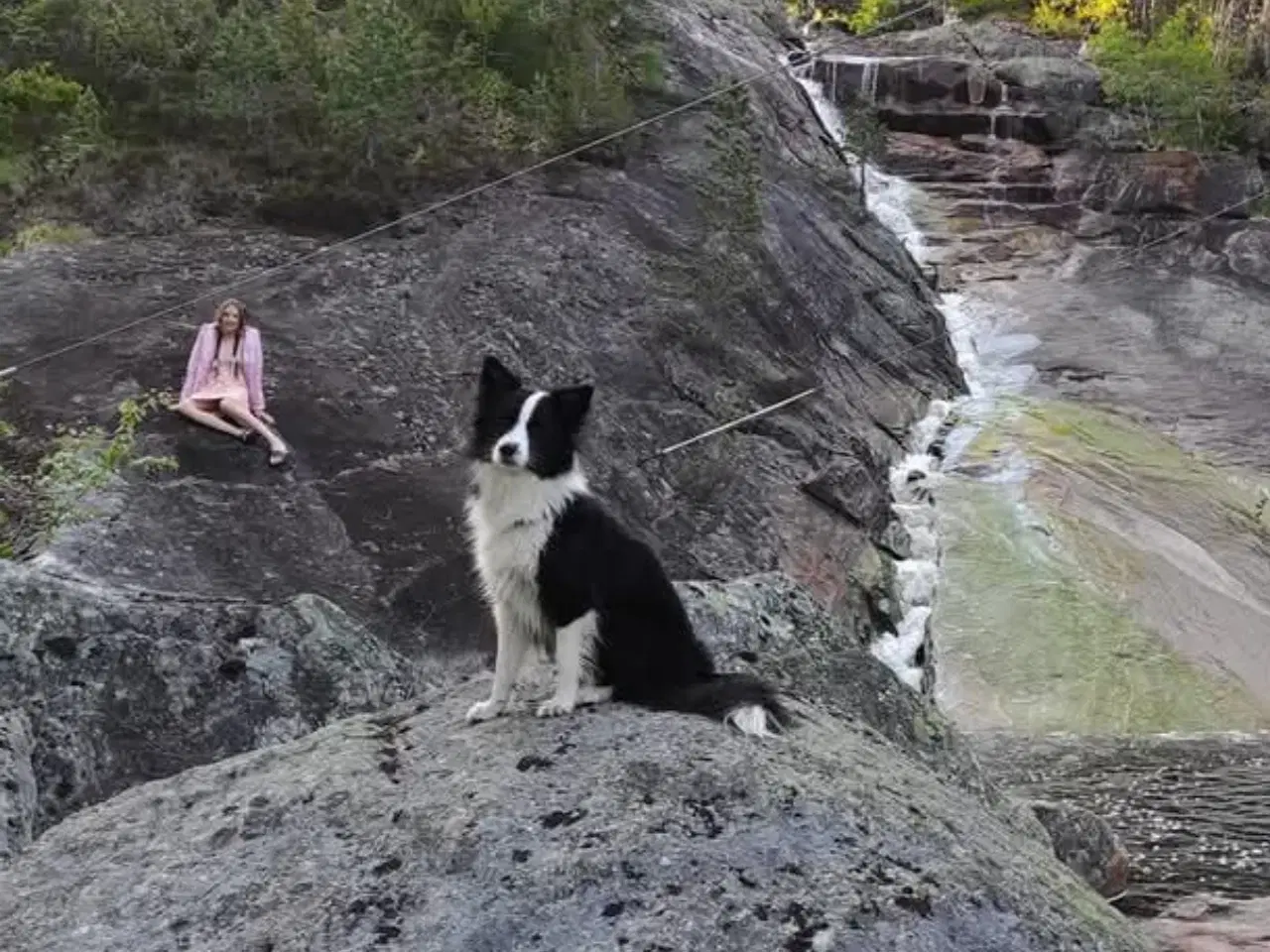 Billede 9 - Hvalpe  stamtavle FC-I Border Collie ADHD, Agility