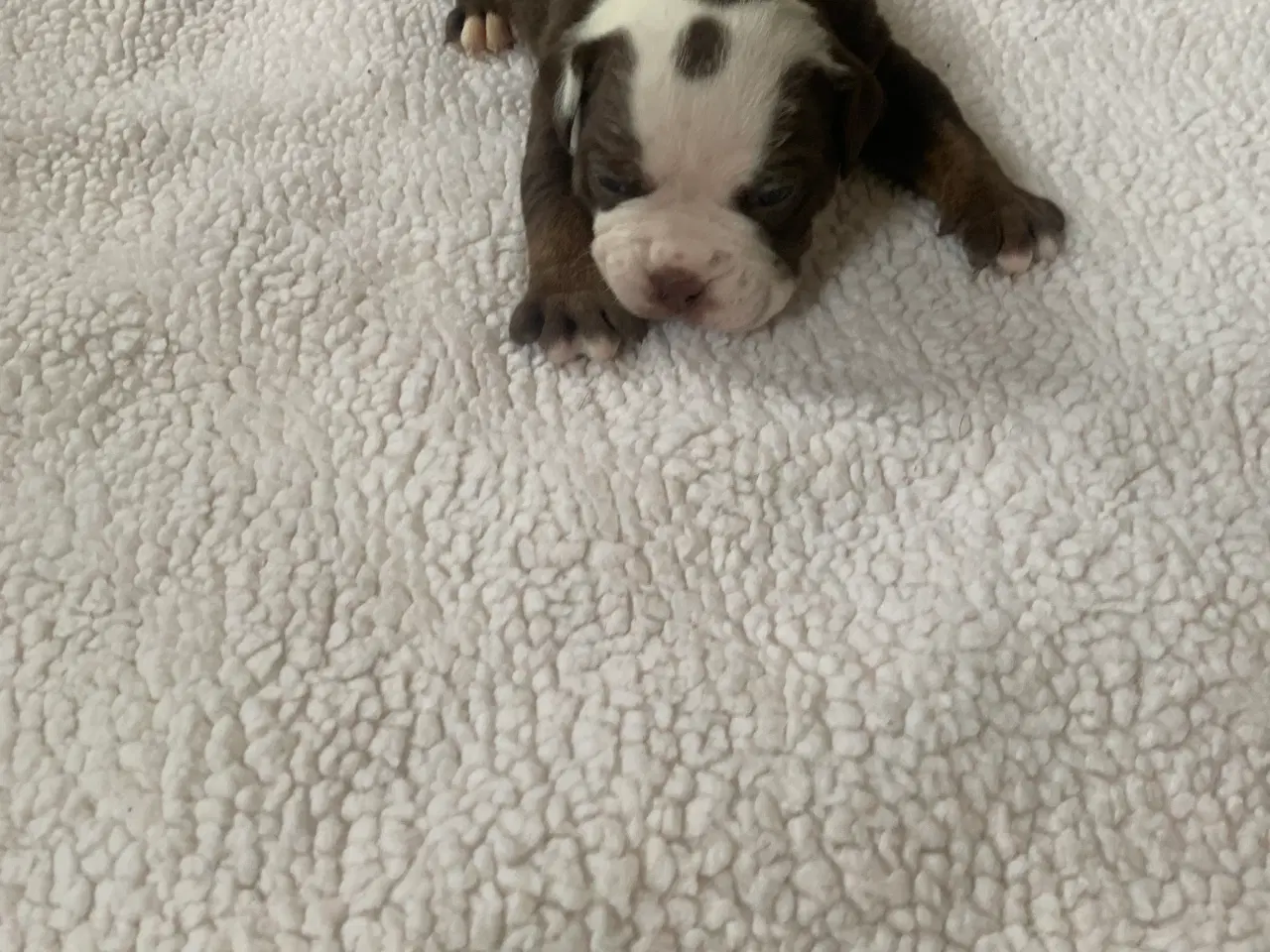 Billede 7 - New English Bulldog hvalpe 