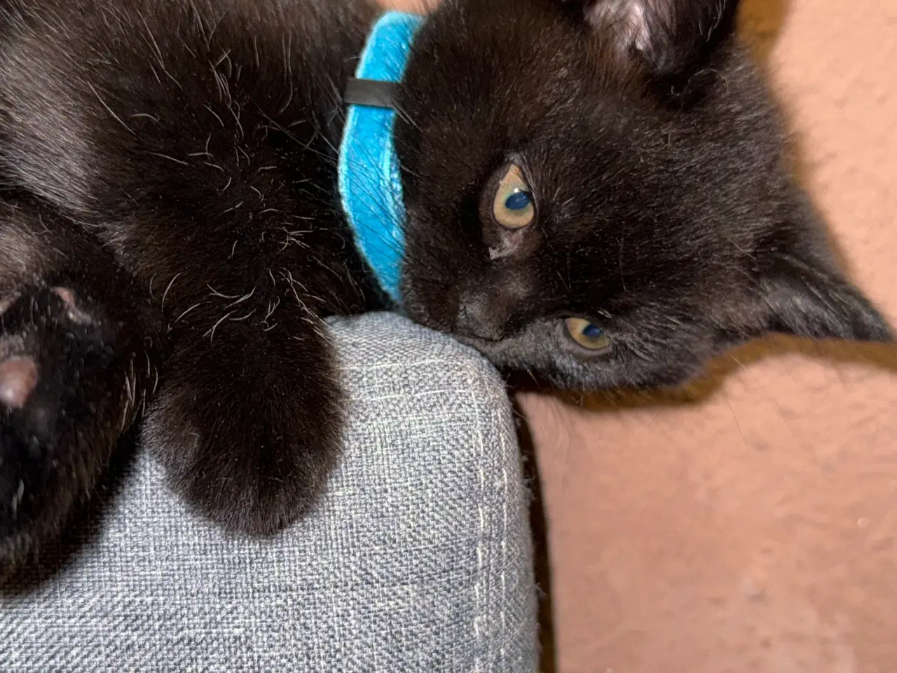 Billede 2 - British shorthair til salg 