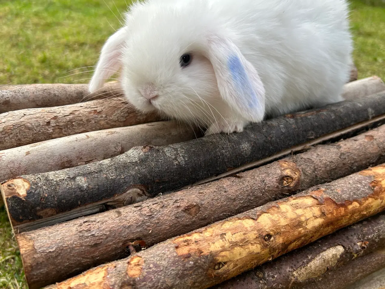 Billede 7 - Mini lop kanin 