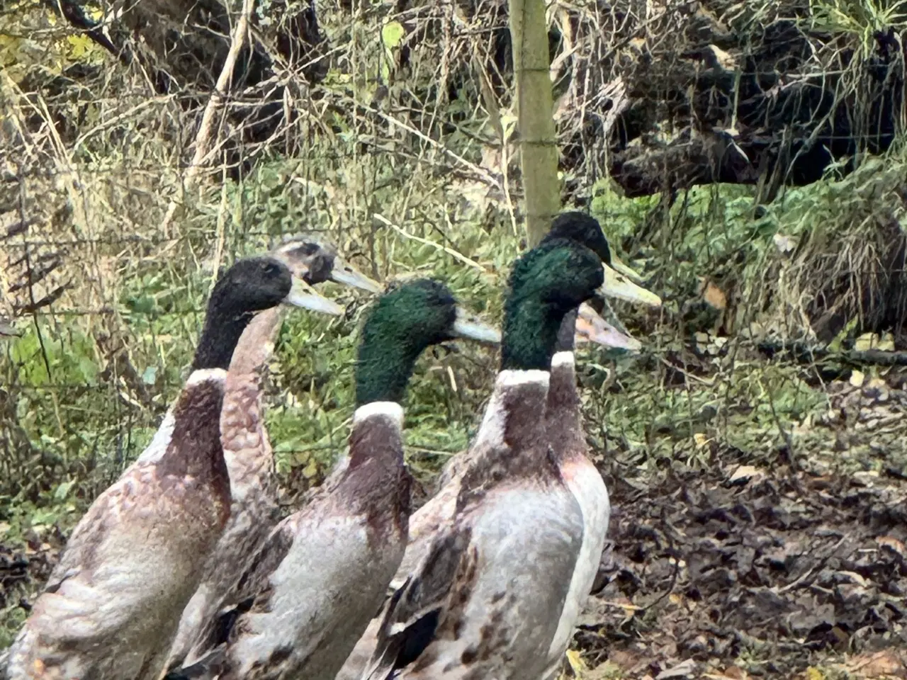 Billede 3 - Løbeænder sælges parvis