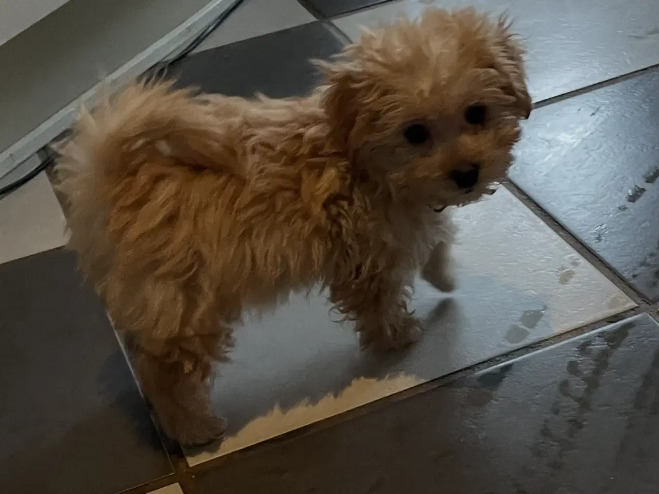 Billede 14 - HAVAPOO HVALPE-REJSEKLARE NU!