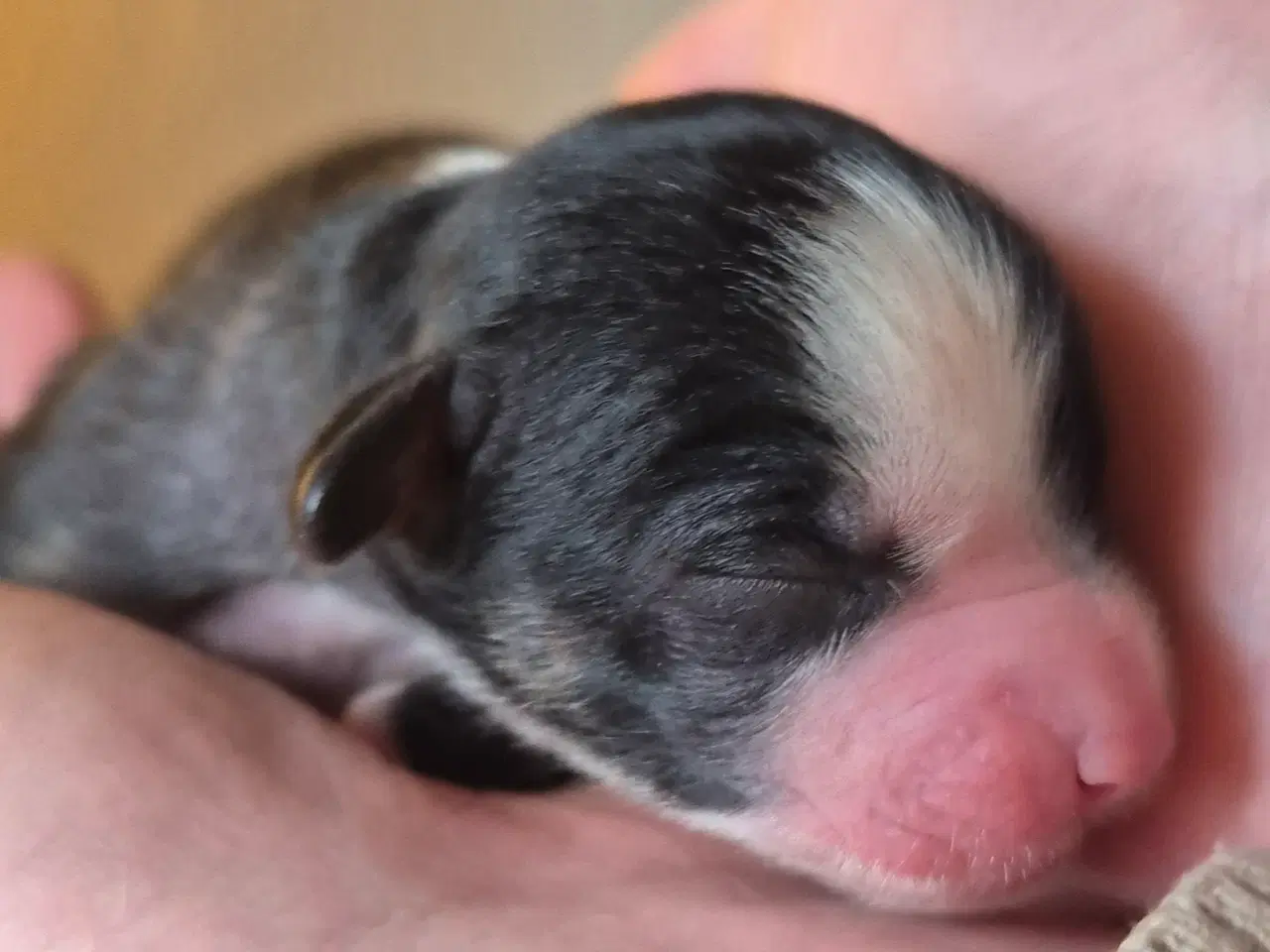 Billede 8 - CC Hunde hvalpe