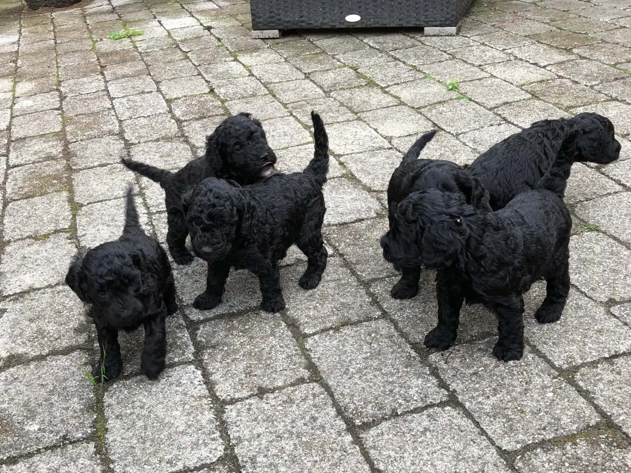 Billede 3 - Doodle hvalpe