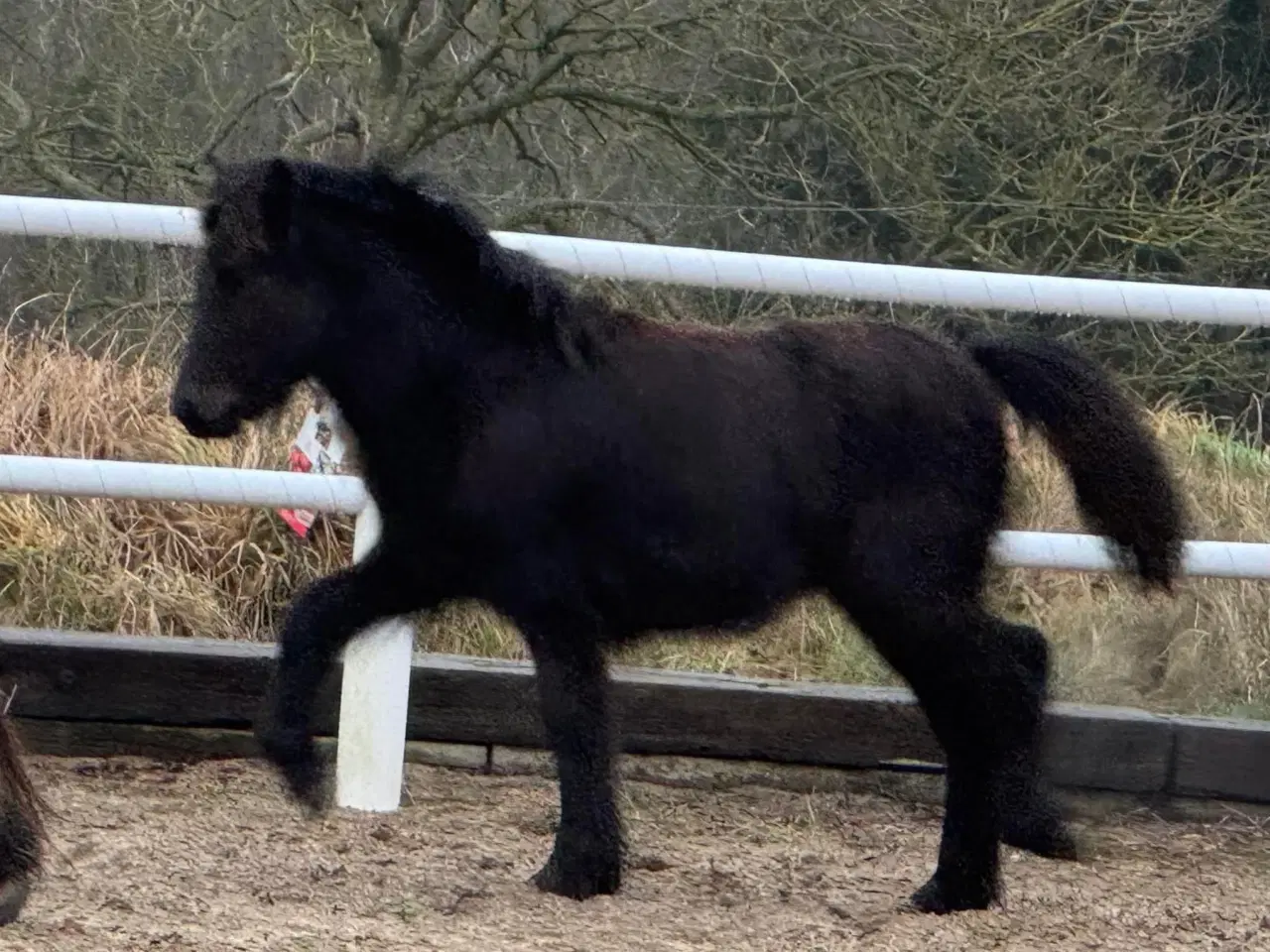 Billede 9 - 1 års sort islænder hingst