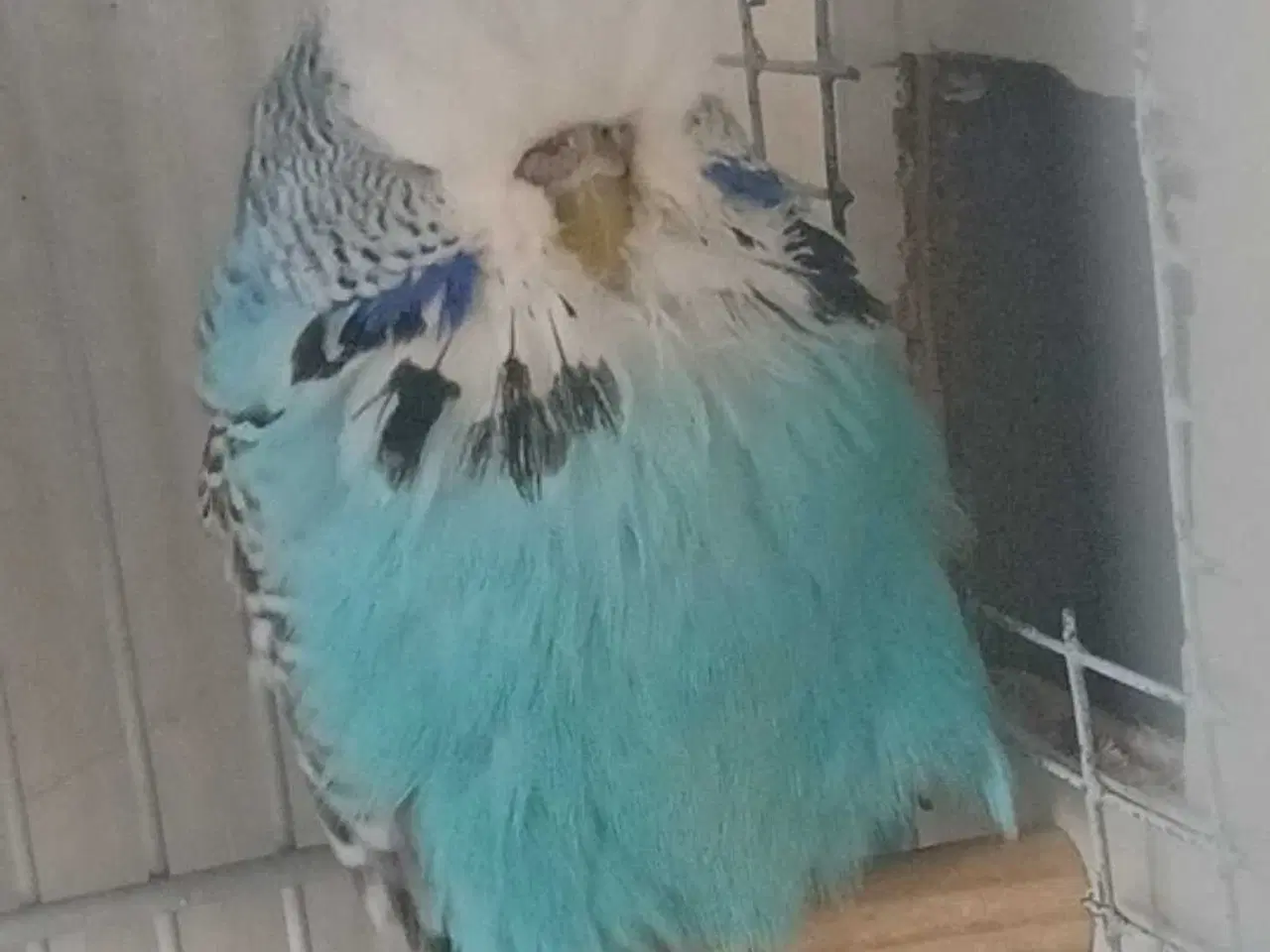 Billede 1 - Engelsk undulat hun