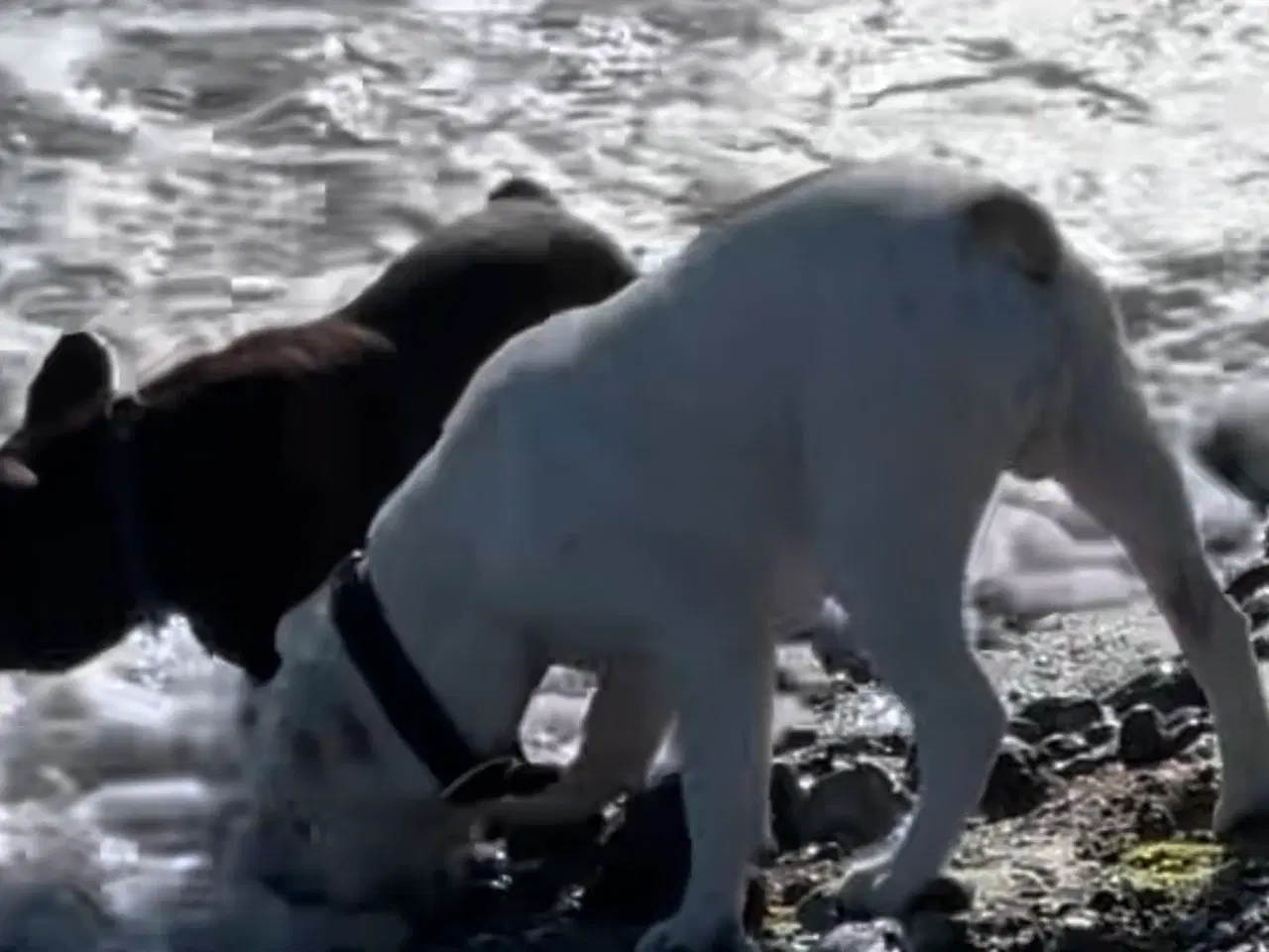Billede 7 - Olde English bulldog 6 mdr