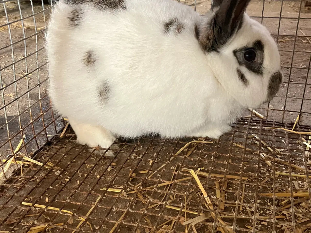 Billede 2 - Krydsnings kaniner