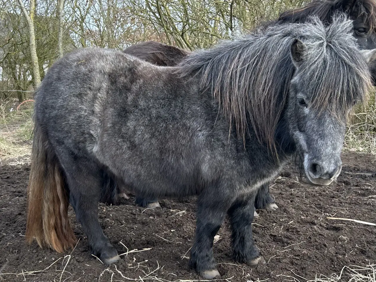 Billede 3 - Skøn skimmel shetlænder hoppe sælges 