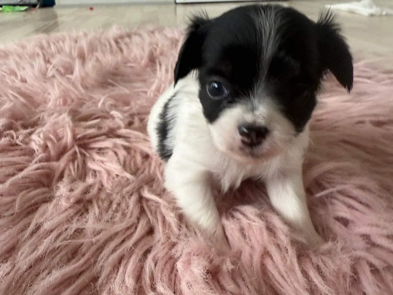 Billede 3 - Mini Chihuahua